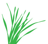 green blade of grass vector