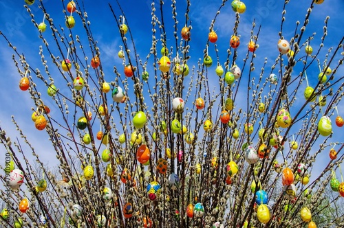 Osterstrauch Weide - easter shrub willow 01