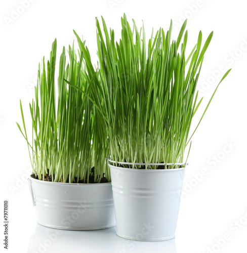 Fresh green grass in small metal buckets, isolated on white