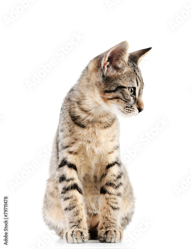 Wallpaper Mural Cute kitten isolated on white Torontodigital.ca