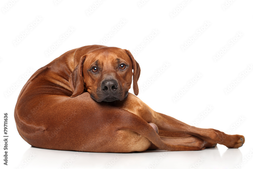 Rhodesian Ridgeback dog Rhodesian Ridgeback dog