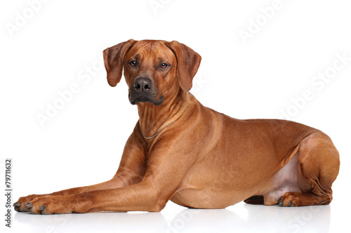 Fotografija Rhodesian Ridgeback dog breed