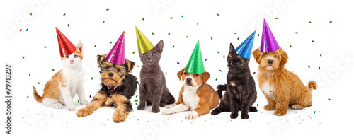 Party Puppies and Kittens With Confetti