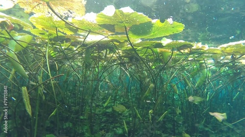 Underwater tropical lily pads