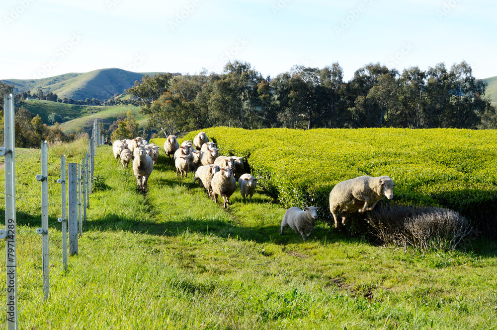 Obraz premium 茶畑