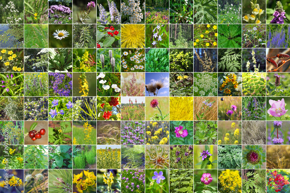 Лекарственные травы коллаж. Трава для коллажа. Трава для коллажа. Красивый цветочный коллаж. Красивые цветы коллаж.