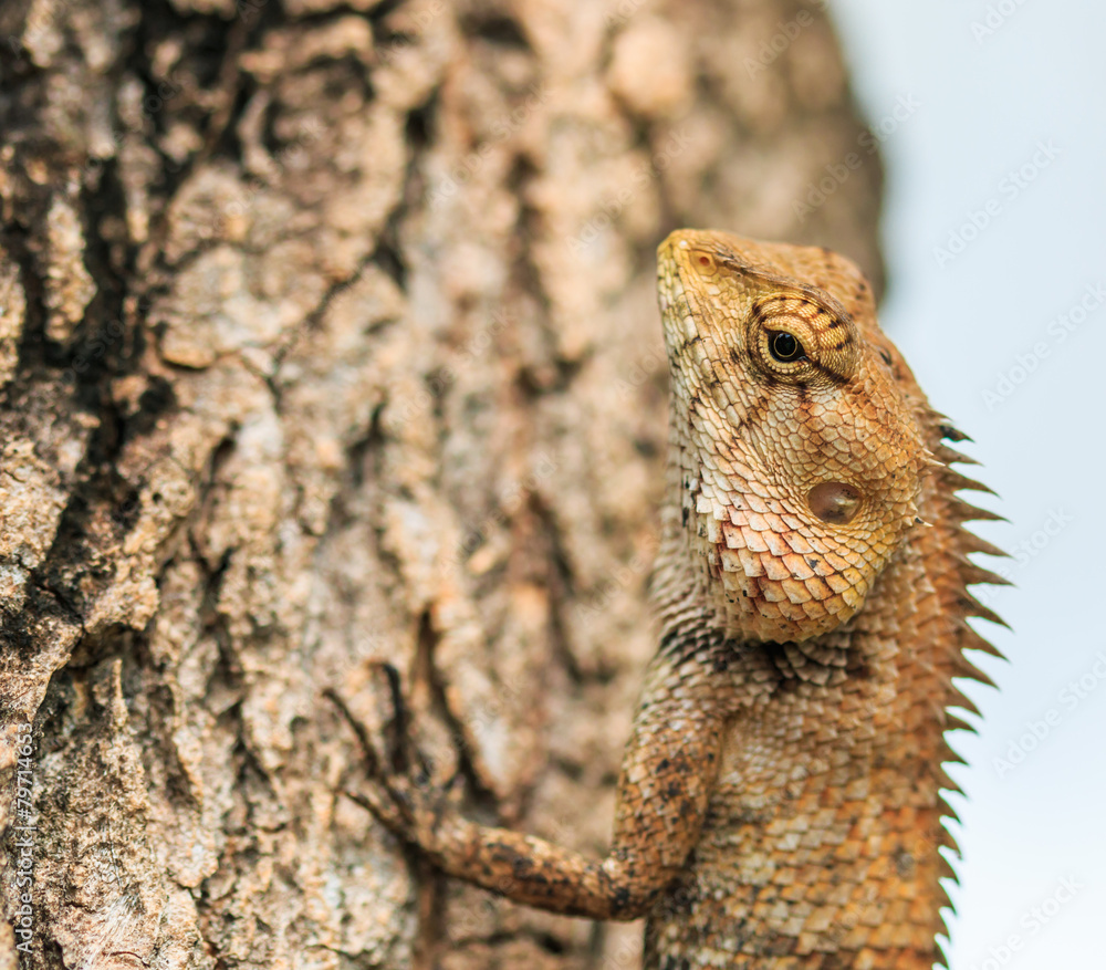 Naklejka premium Lizard