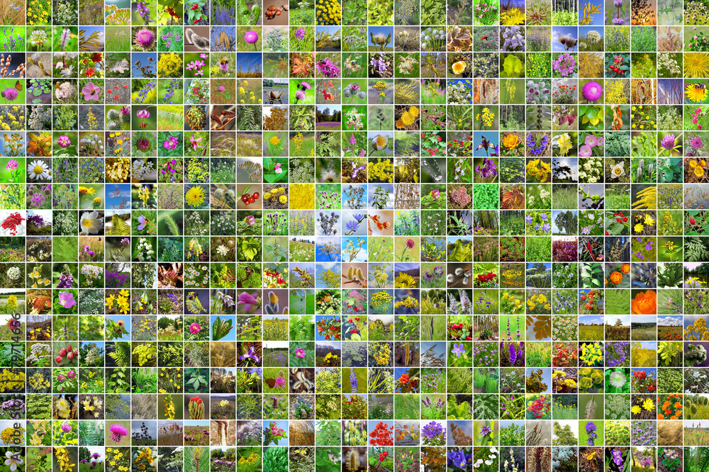 Fototapeta premium Дикорастущие лекарственные растения Сибири. Коллаж