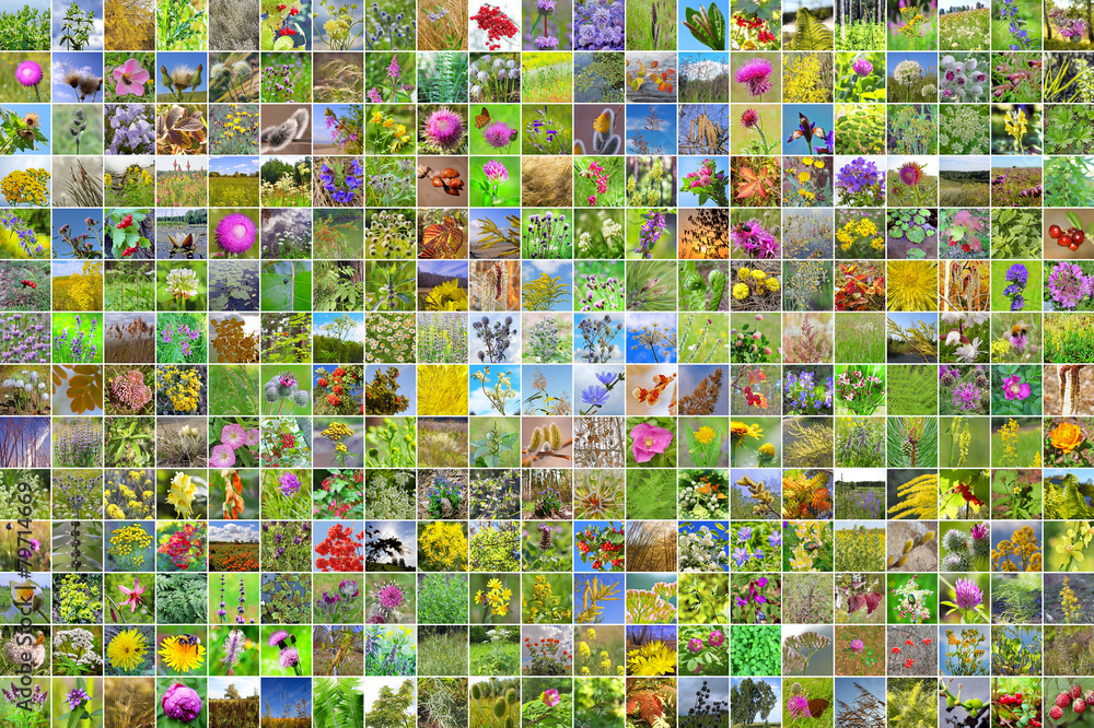 Fototapeta premium Дикорастущие лекарственные растения Сибири