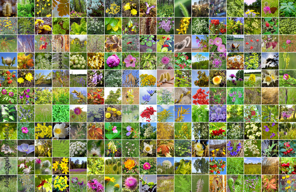 Fototapeta premium Дикорастущие лекарственные растения Сибири. Коллаж