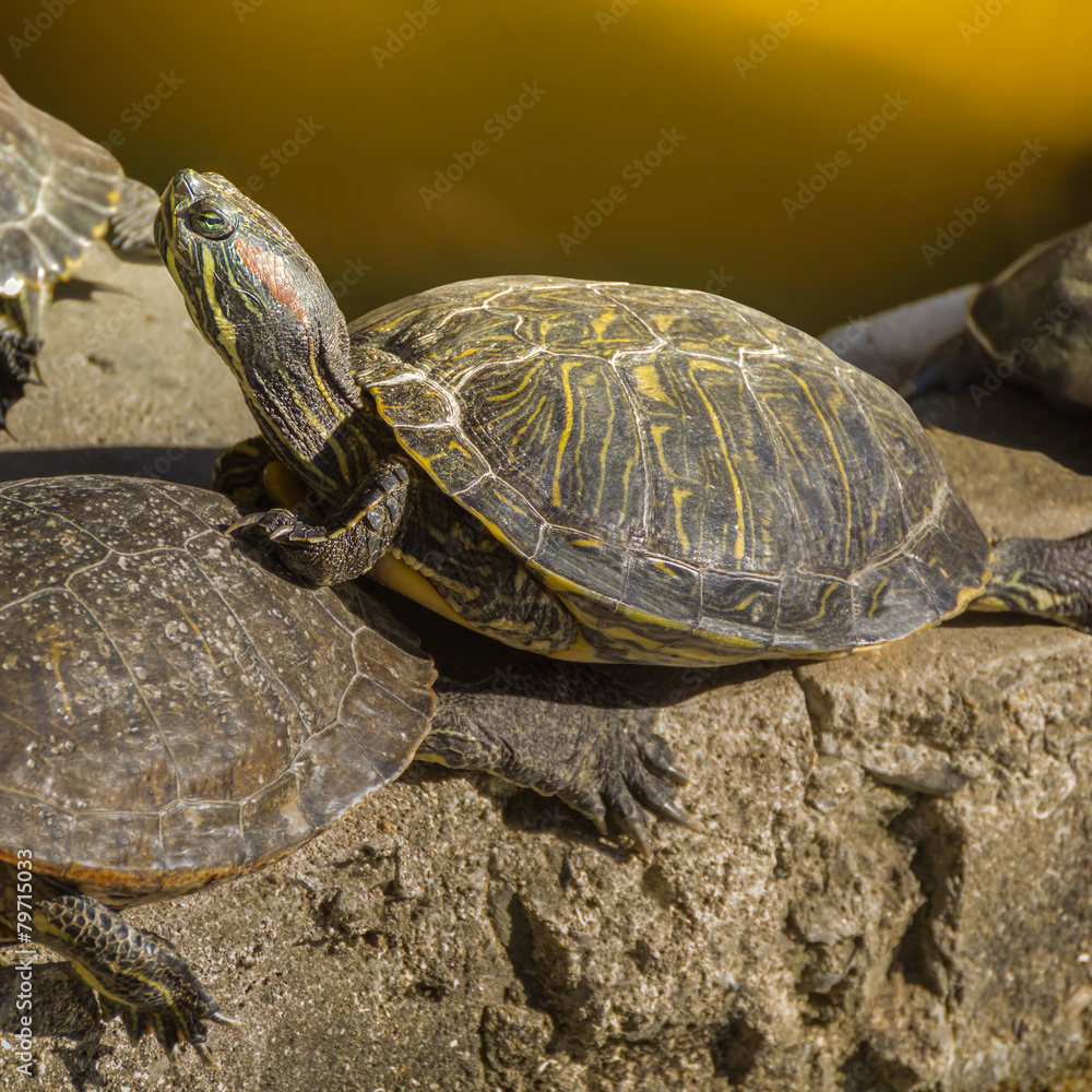 Turtle Sanctuary at Shitennoji Temple in Osaka Turtle Sanctuary at Shitennoji Temple in Osaka