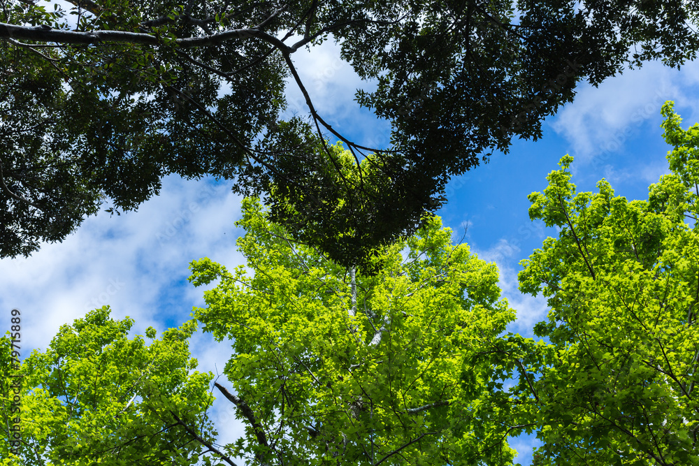 Obraz premium 新緑と空