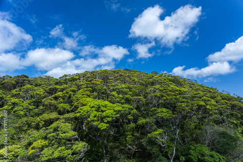 新緑の山と青空 © Ni_photo