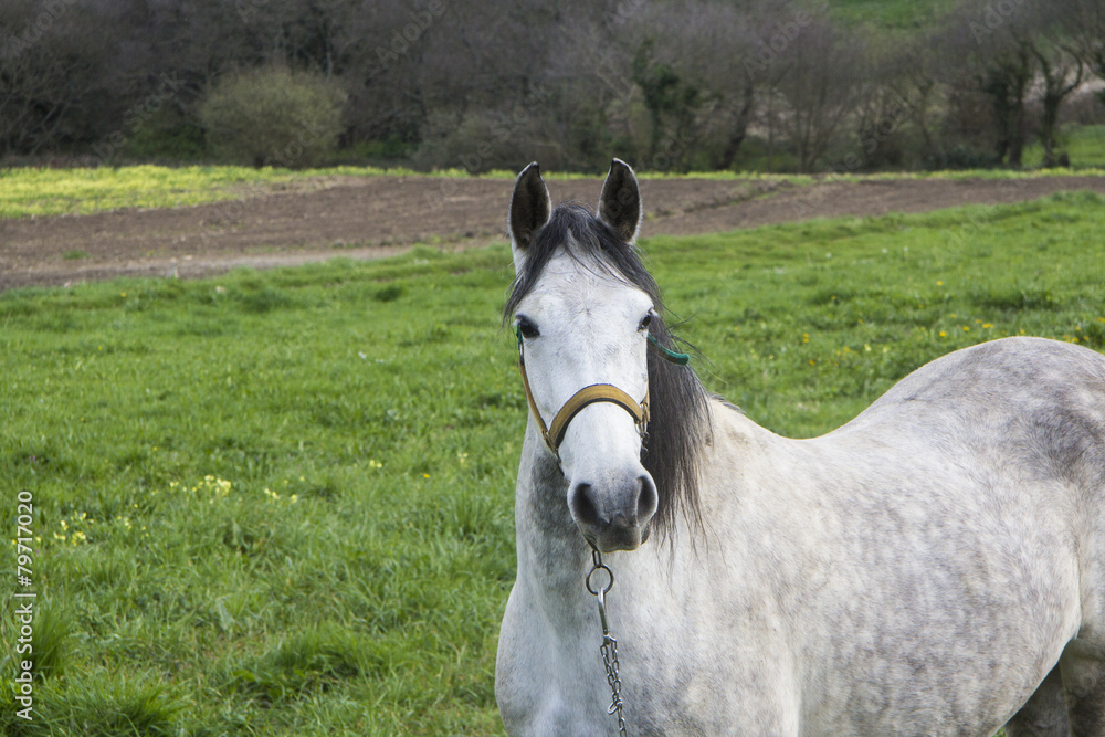 Obraz premium Caballo