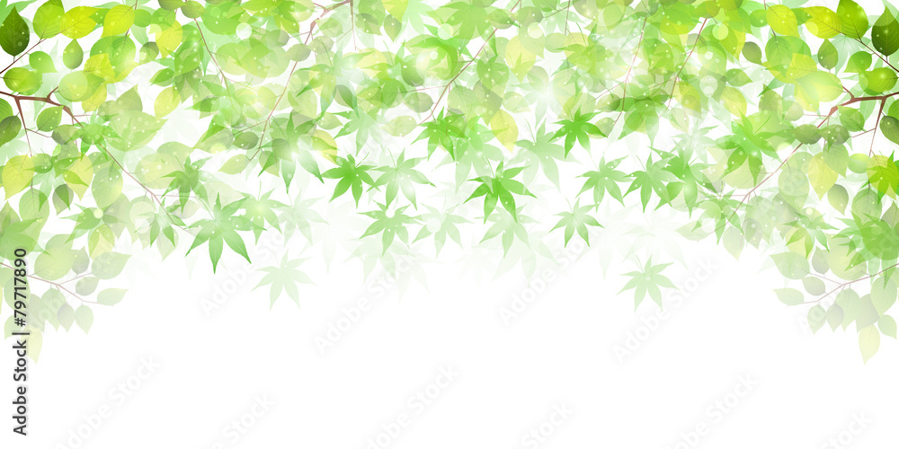 葉　新緑　背景