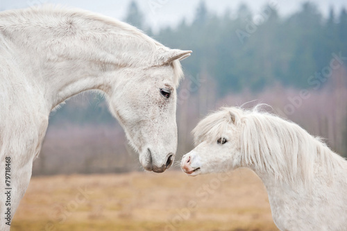 Portrait of white horse and white shetland pony