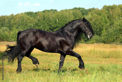 Portrait of moving friesian black horse