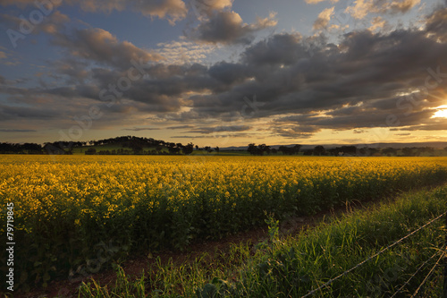 Rural counttryside landscape and golden canola photo