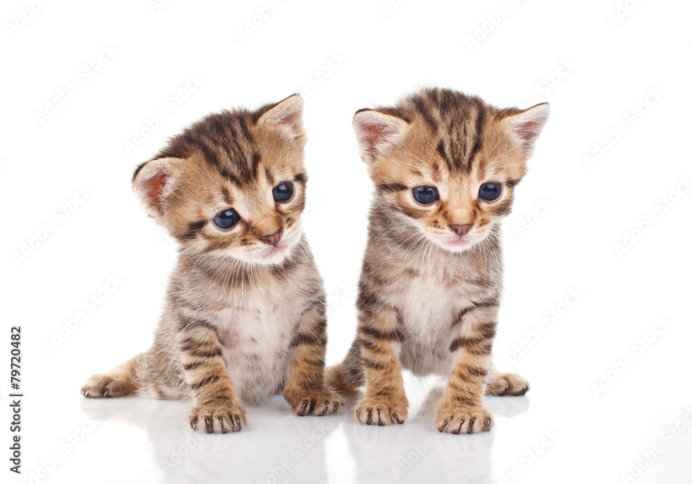 Tabby kittens Tabby kittens