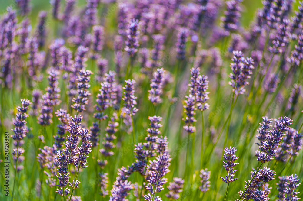 Obraz premium Beautiful colorful vivid natural purple lavender flowers field with grass green stems background image