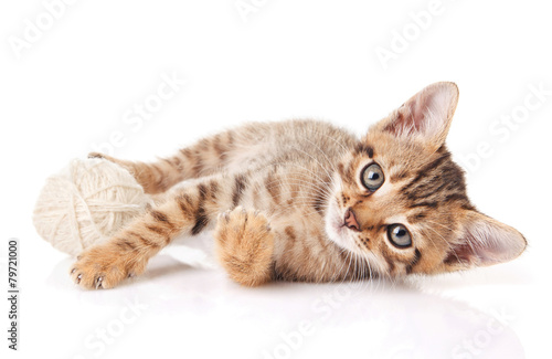 playful kitten with white ball
