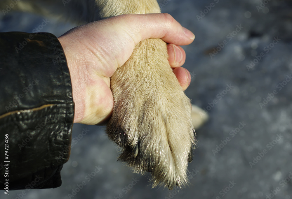 Dog Paw and Male Hand