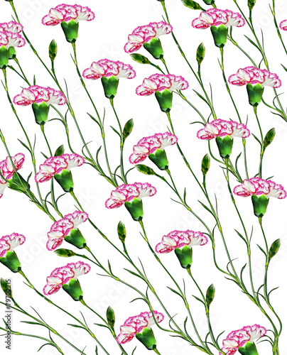 carnation flowers isolated on white background