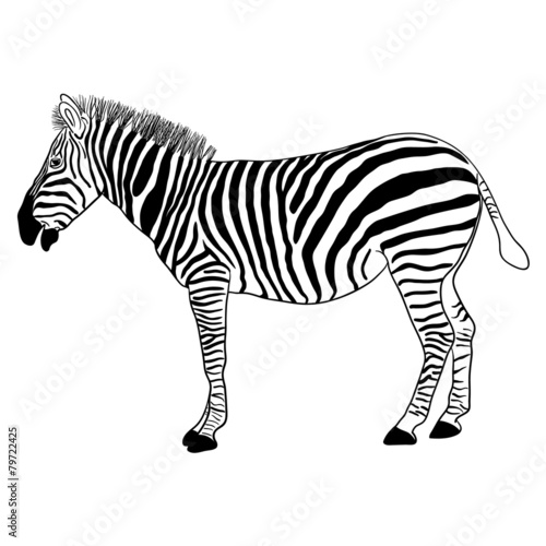 Zebra  vector format