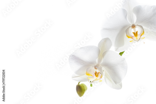 Fototapeta Naklejka Na Ścianę i Meble -  Beautiful bright white orchid with yellow pistils on isolated white background