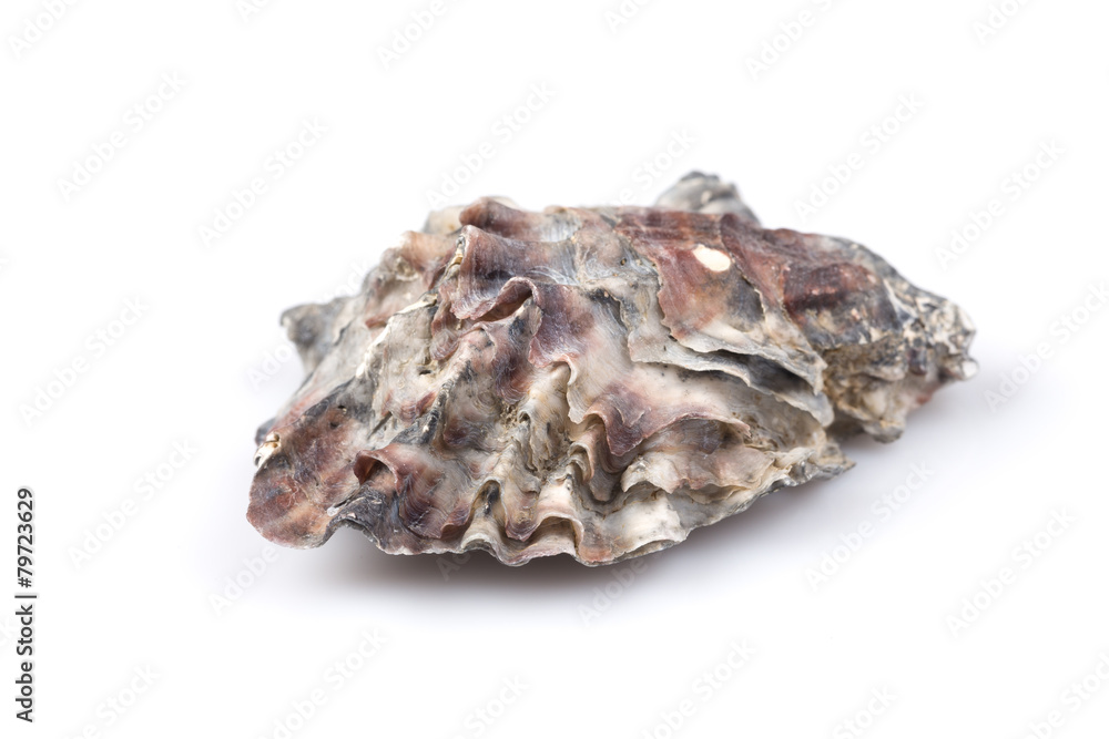 Sea shell Sea shell