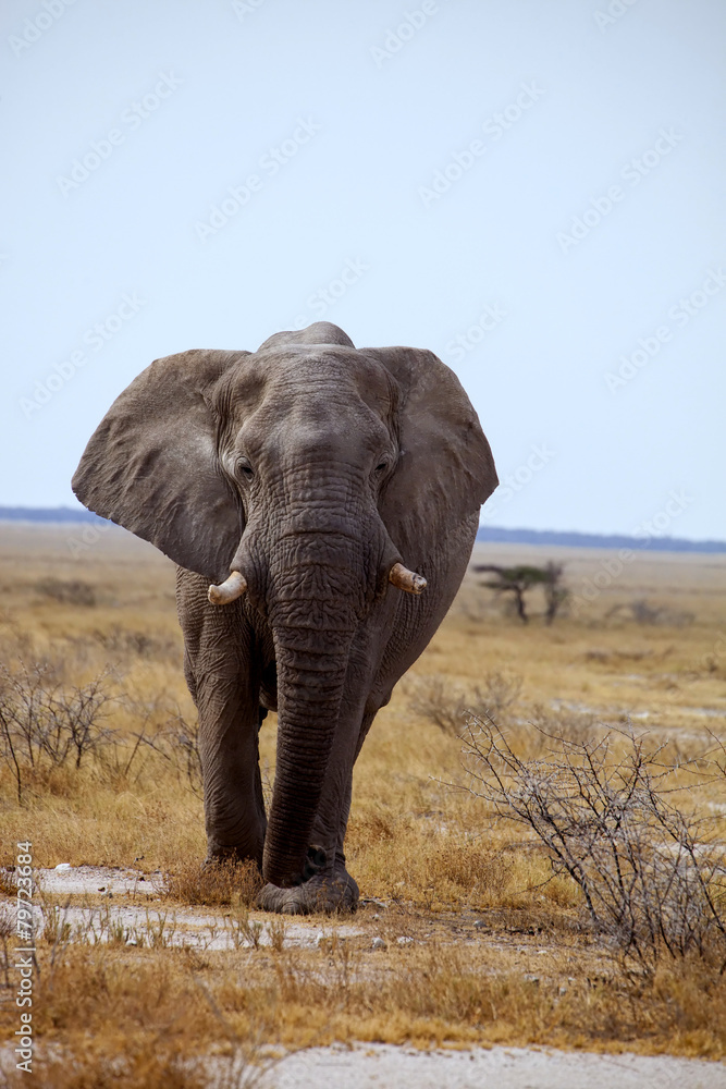Fototapeta premium large solitary bull African elephant