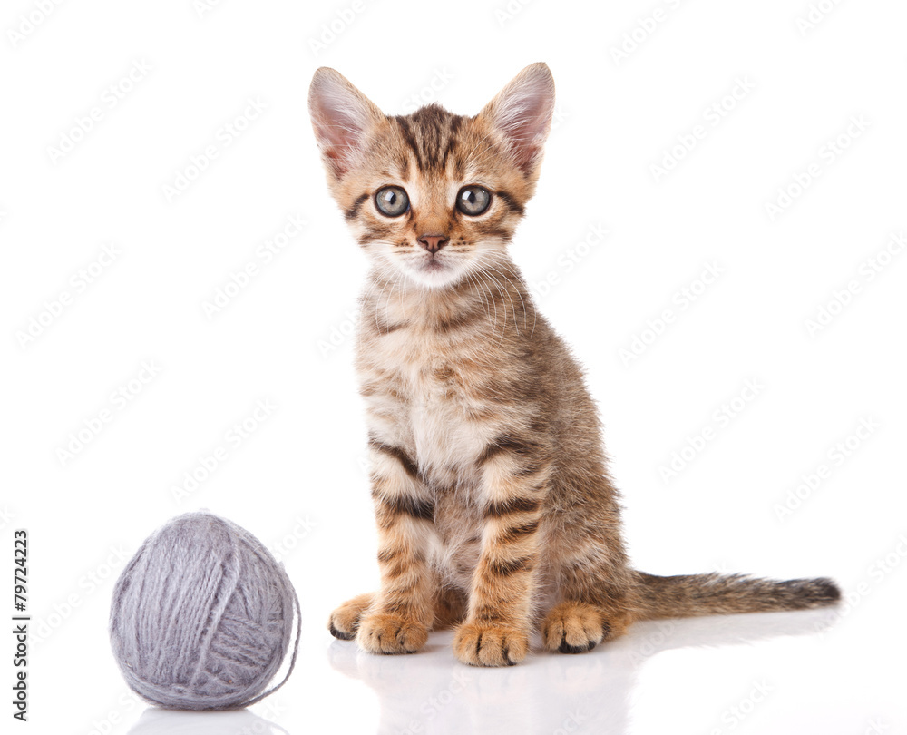 striped kitten with gray ball