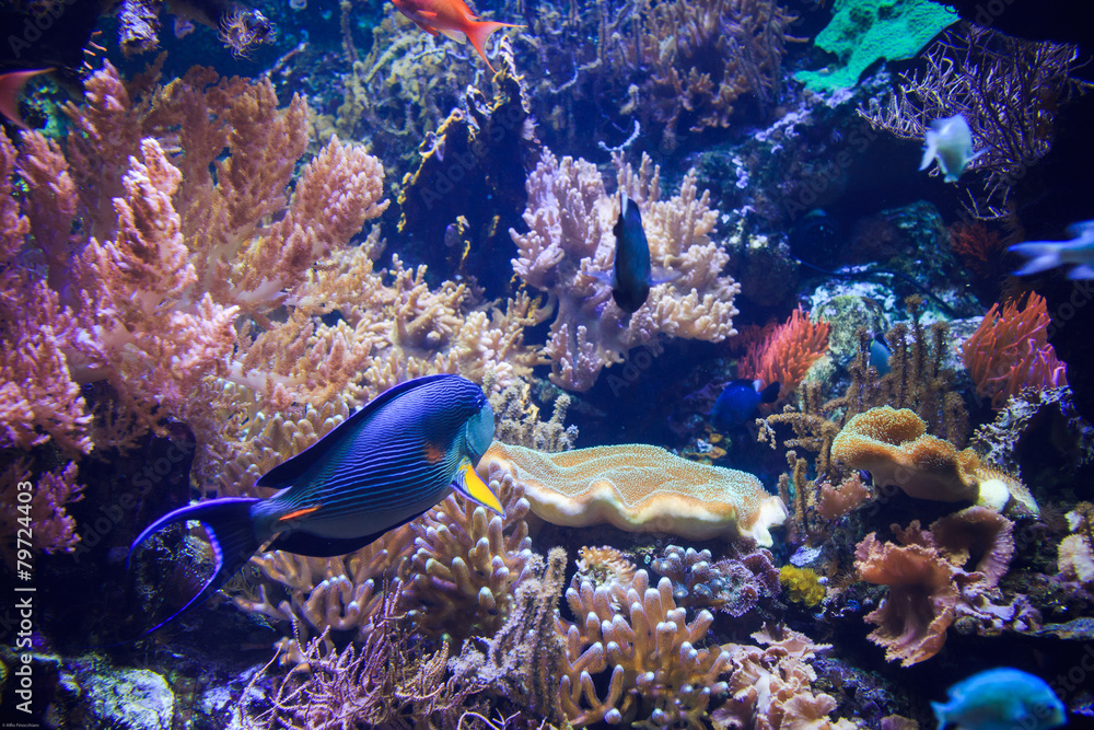 Obraz premium Aquarium