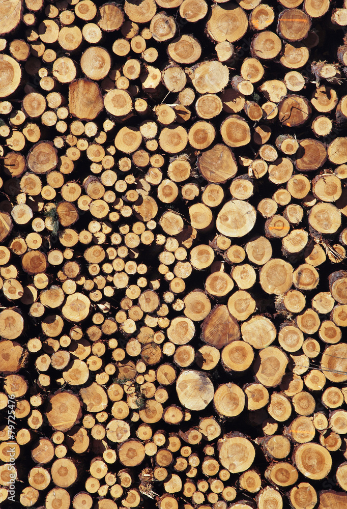 Holz Holz