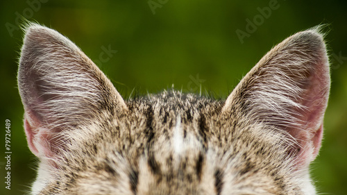 Bild auf Leinwand Young little tabby rural cat hark with good hearing ears close up on blurred gre
