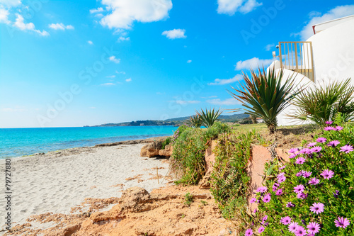 flowers by the shore in Le Bombarde beach