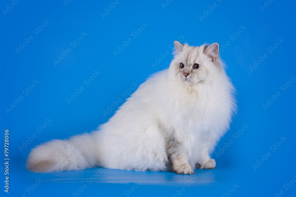 white fluffy cat on a blue background isolated
