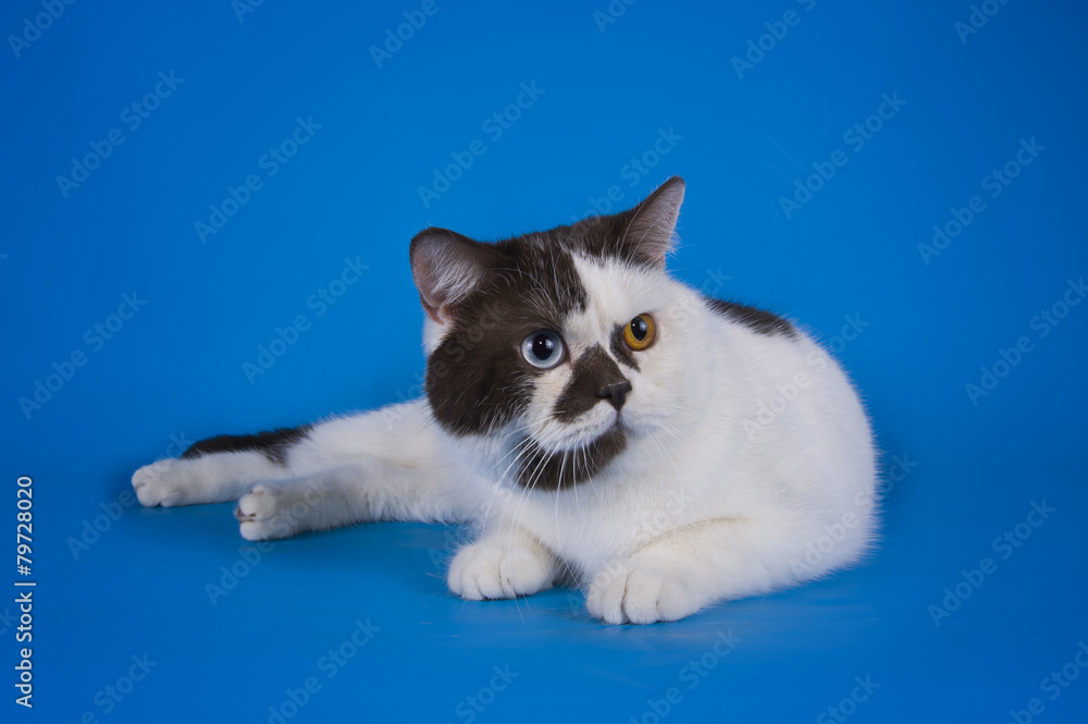 Scottish shorthair cat on a colored background isolated