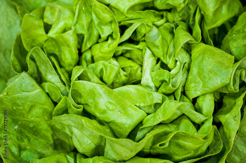 Fresh vivid green crispy wet healthy spring lettuce leaves close up photo