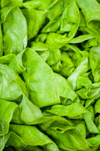 Fresh vivid green crispy wet healthy spring lettuce leaves close up image photo