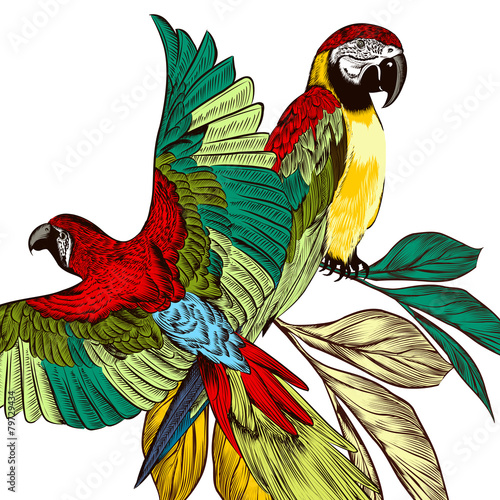 Background with colorful tropical parrots