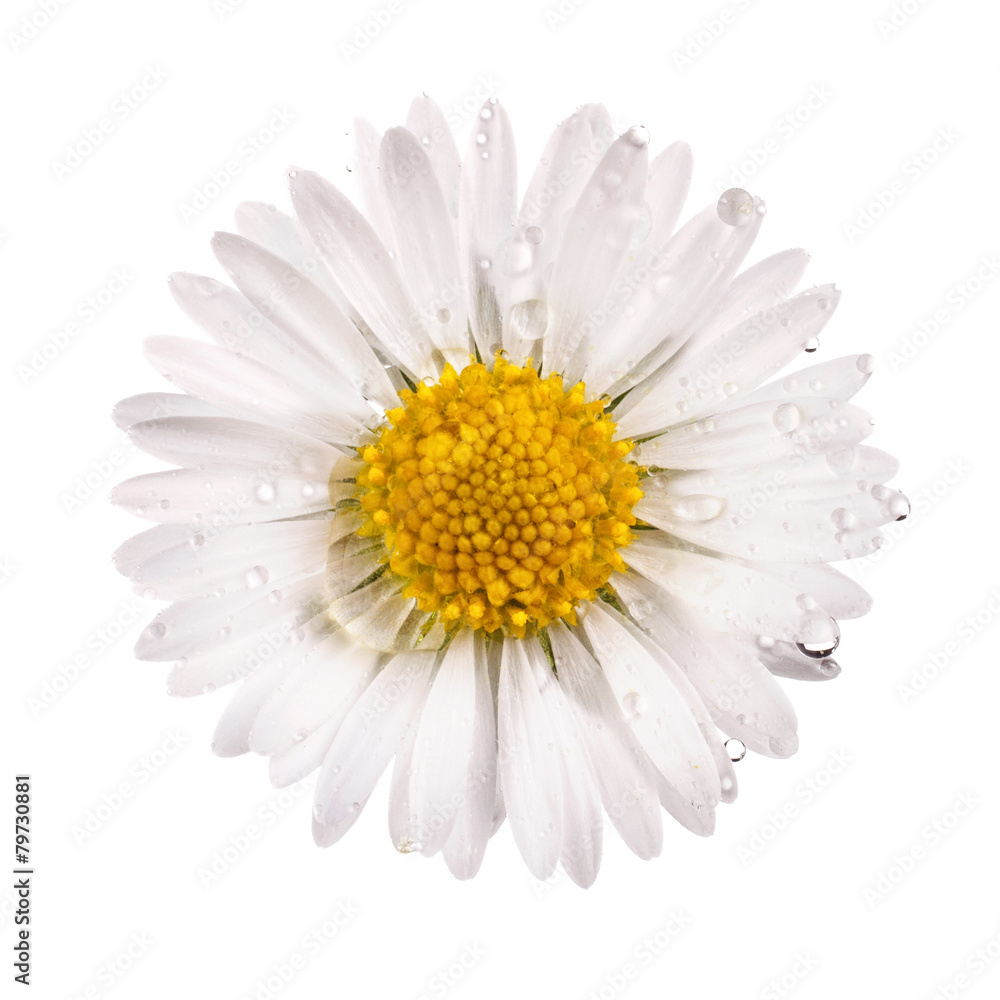 white daisy flower with dew drops