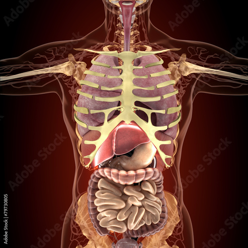 Anatomy of human organs in x-ray view photo