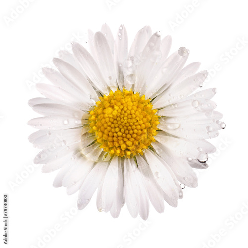 Fototapeta Naklejka Na Ścianę i Meble -  white daisy flower with dew drops