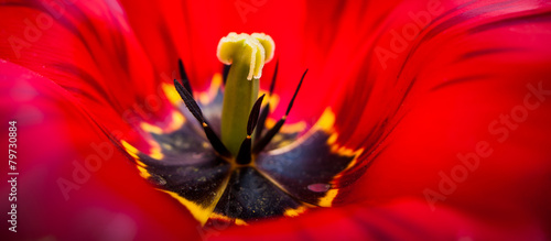 Close up image of yellow pistil and brown stamens of a huge colorful vivid red spring tulip flower