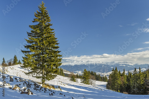 Wintry landscape with solitary fir tree in a snowy meadow.