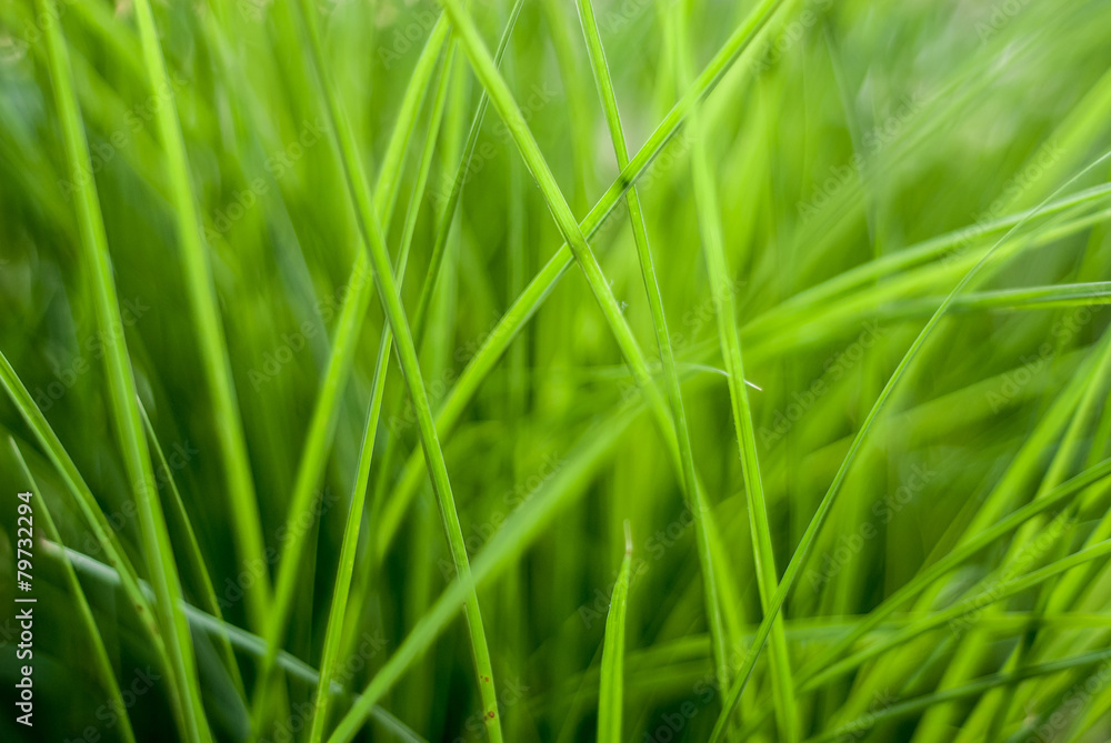Fresh green grass close up background image Fresh green grass close up background image