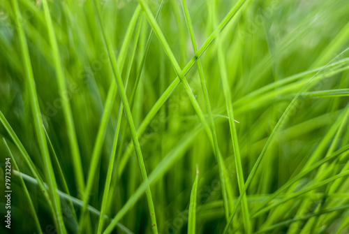 Fresh green grass close up background image