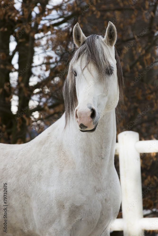 Obraz premium Arabischer Hengst