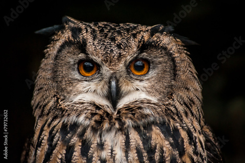 Orange eyed brown eagle owl (Bubo bubo) portrait on dark background